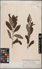 Foto von Salix cinerea L.
